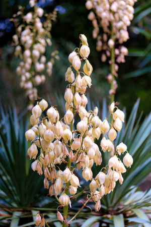 Soft white flowers bloom from the yucca plant, surrounded by lush green foliage. The scene captures a peaceful garden ambiance during a sunny afternoon.の写真素材