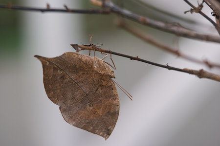 A brown insect cleverly disguises itself as a dry leaf while perched on a thin branch. The scene captures a moment of stillness in a natural setting as sunlight filters through.の写真素材