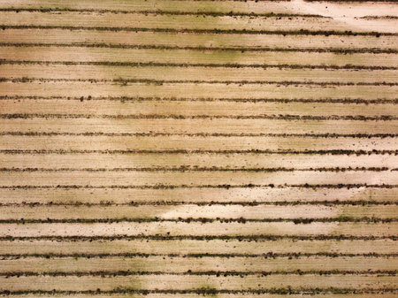 The scene shows an aerial view of a large field with organized rows of crops. Soil is visible between the plant rows under bright daylight.の写真素材