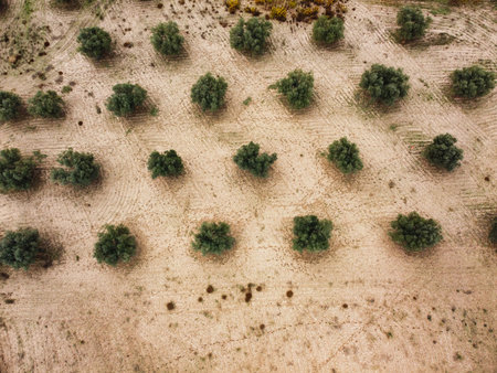 Rows of trees stand on dry land, showing distinct patterns in the soil. There are few plants nearby, highlighting the arid environment. This scene depicts agricultural planting methods.の写真素材