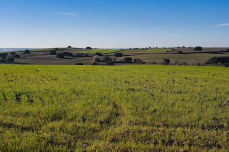 A vast green field stretches across the landscape under a clear blue sky. Rolling hills are visible in the distance. It is daytime and the sun is shining brightly.の写真素材