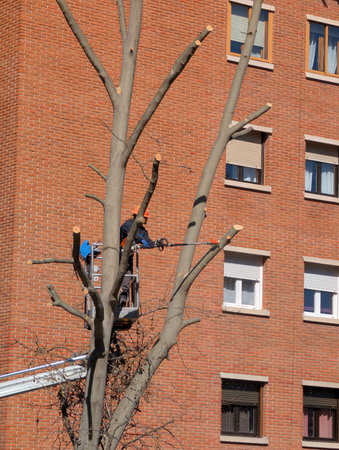 Workers use a lift to trim the branches of a tall tree close to a brick building. The work takes...