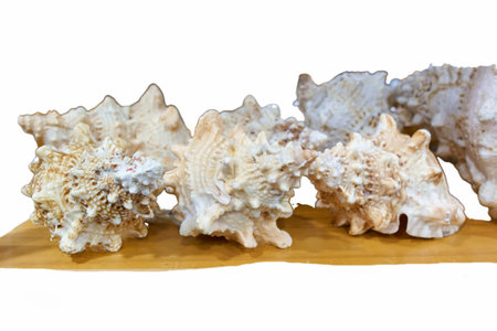 A collection of various seashells is displayed on a wooden surface. The shells have different shapes...