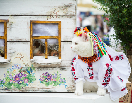 KYIV, UKRAINE - JUNE 28, 2015: A pretty white cat dressed in traditional Ukrainian (Slavic) dress with red ornament, in red necklace and colourful wreath with flowers and ribbons, standing near cat house at cat show in Ukraine. Unusual stylish look for a のeditorial素材