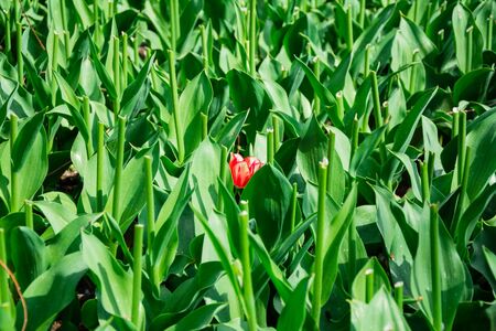 Blooming single red tulip in green lawn with stems without tulips in Keukenhof park in Netherlands,...
