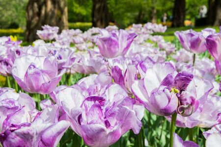 Blooming violet tulips in lawn, selective focus, in Keukenhof park in Netherlands, Europeの写真素材