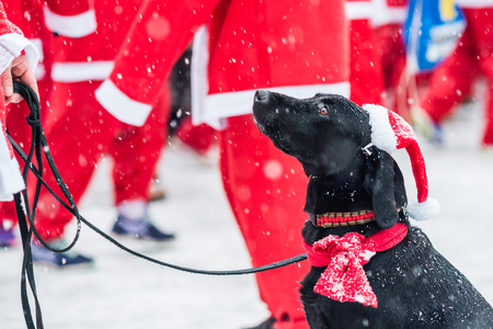 STOCKHOLM, SWEDEN  DECEMBER 11, 2016: Black dog dressed up as santa participates in charity event Stockholm Santa Run in Swedenのeditorial素材