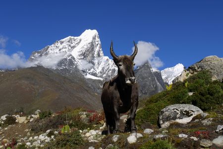 Himalayan devilの写真素材
