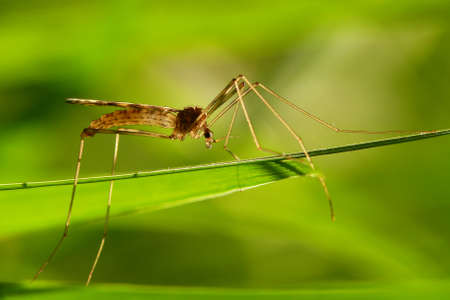 Mosquitoの写真素材