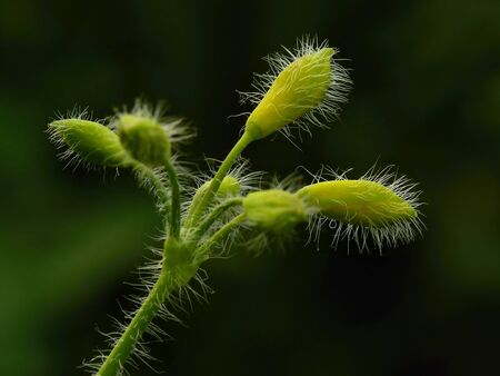 Bearded flowerの写真素材