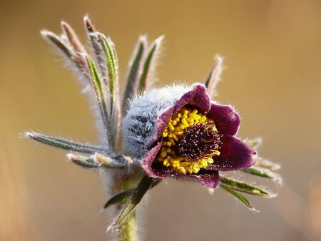 Sprig flower