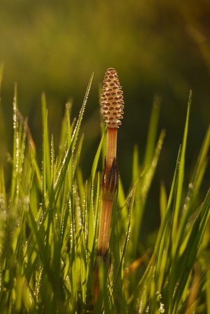 Morning in the grassの写真素材