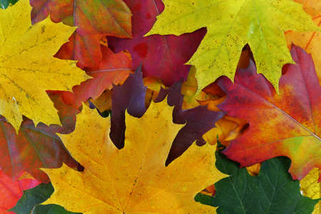 Autumn colored leaves 