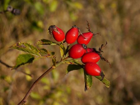 Rose hip  One of the fruits of autumn の写真素材