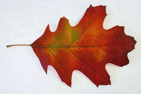 Autumn colored leaves の写真素材