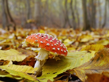 Red mushroom  Poisonous red mushroom in autumn forest の写真素材