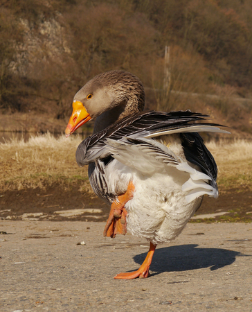 Gooseの写真素材