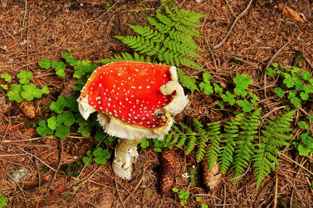 Amanita muscaria mushroom