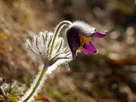 Pasque Flower in the morning light - Pulsatilla pratensis