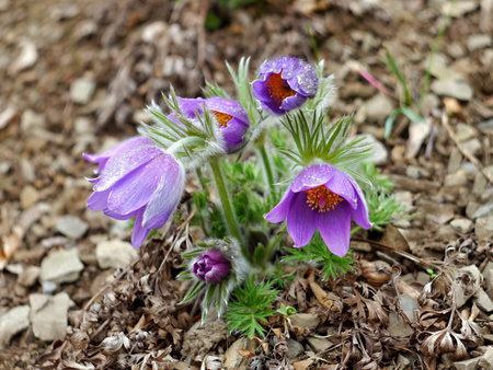 Pasque flower
