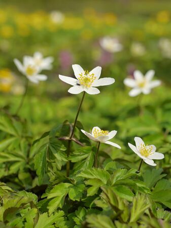 Spring white flower in the grassの写真素材