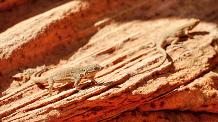 Lizard in the desertの写真素材