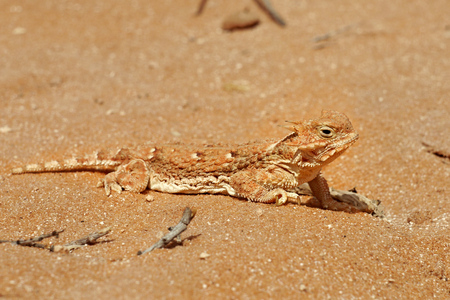 Lizard in the sand in the desertの写真素材