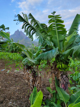 Banana plantation on the island of Mauritiusの写真素材