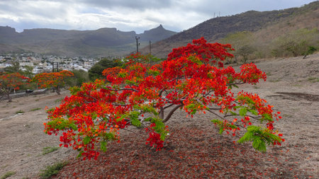 Flamboyant tree with red flowers in the foreground, Mauritius