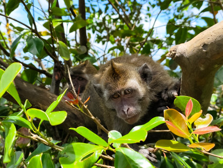 Monkey in the jungle of Mauritius island