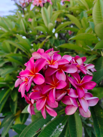 Pink frangipani flowers blooming on tree in garden.の写真素材