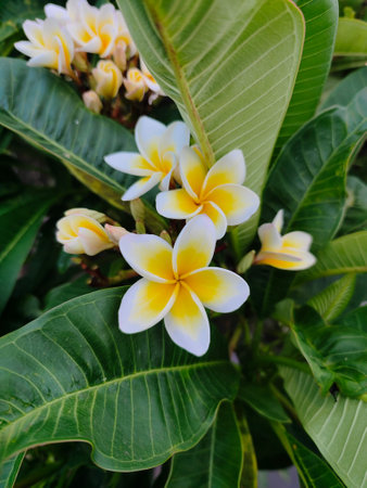 Plumeria flower blooming on tree.の写真素材