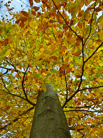 Autumnal tree with yellow and green leaves in the park.