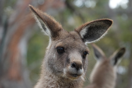 Portrait of a kangaroo, Macropus giganteus