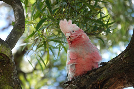 Cockatoo on a branch of a tree in Australia.の写真素材