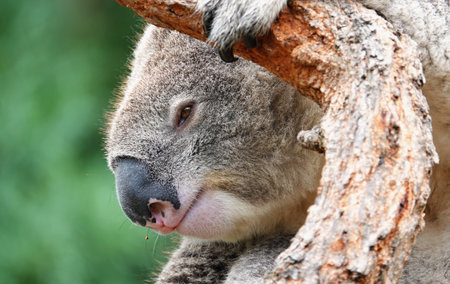 Koala in a tree in Australia, closeup of a faceの写真素材
