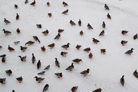 A flock of ducks on a frozen river.の写真素材