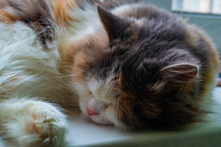 The cat sleeps on the windowの写真素材