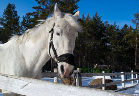 A beautiful white horse stands behind a wooden fence.の写真素材