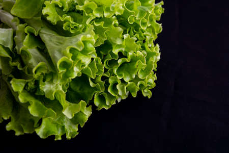 Green lettuce leaves on a black background.の写真素材