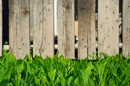 Wooden fence and green grass. Natural background. Close up.の写真素材