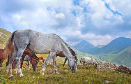 Picture of the horses that graze in the mountains of Tibet, the Himalayas の写真素材