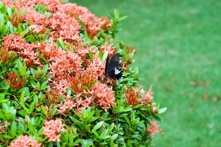 Image of one black butterfly on beatiful exotic flowers of tropical climate. の写真素材