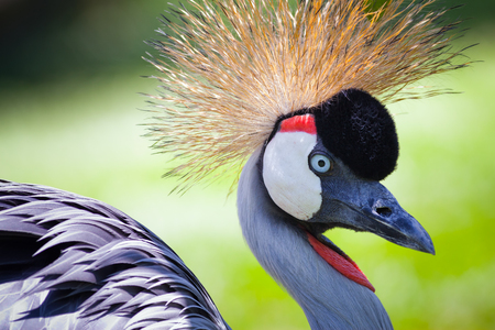 Grey Crowned Crane of Bali Bird Park, Indonesiaの写真素材