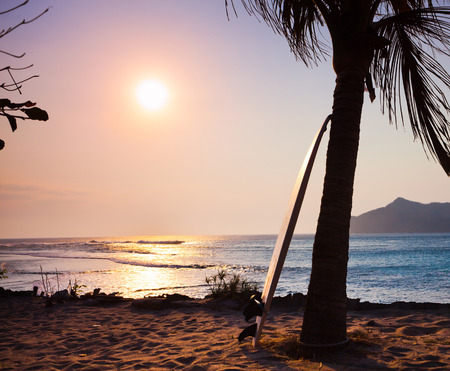 surfboard on the palm near beach of Sumbawa, Indonesiaの写真素材