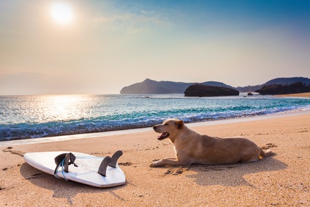 Dog resting after surfing near the surfboardの写真素材