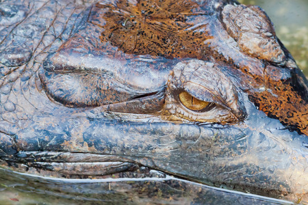 crocodile close up at bali reptile park, Indonesiaの写真素材