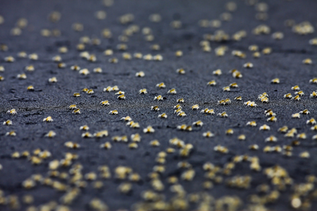 background of crabs running on the beachの写真素材