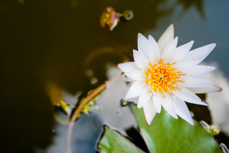 beautiful lotus in water backgroundの写真素材