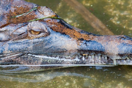 crocodile close up at bali reptile park, Indonesiaの写真素材